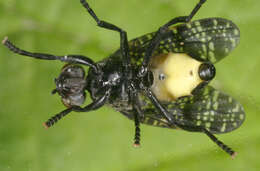 Image of Fly