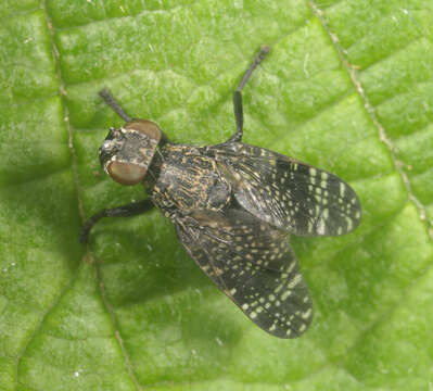 Image of Fly