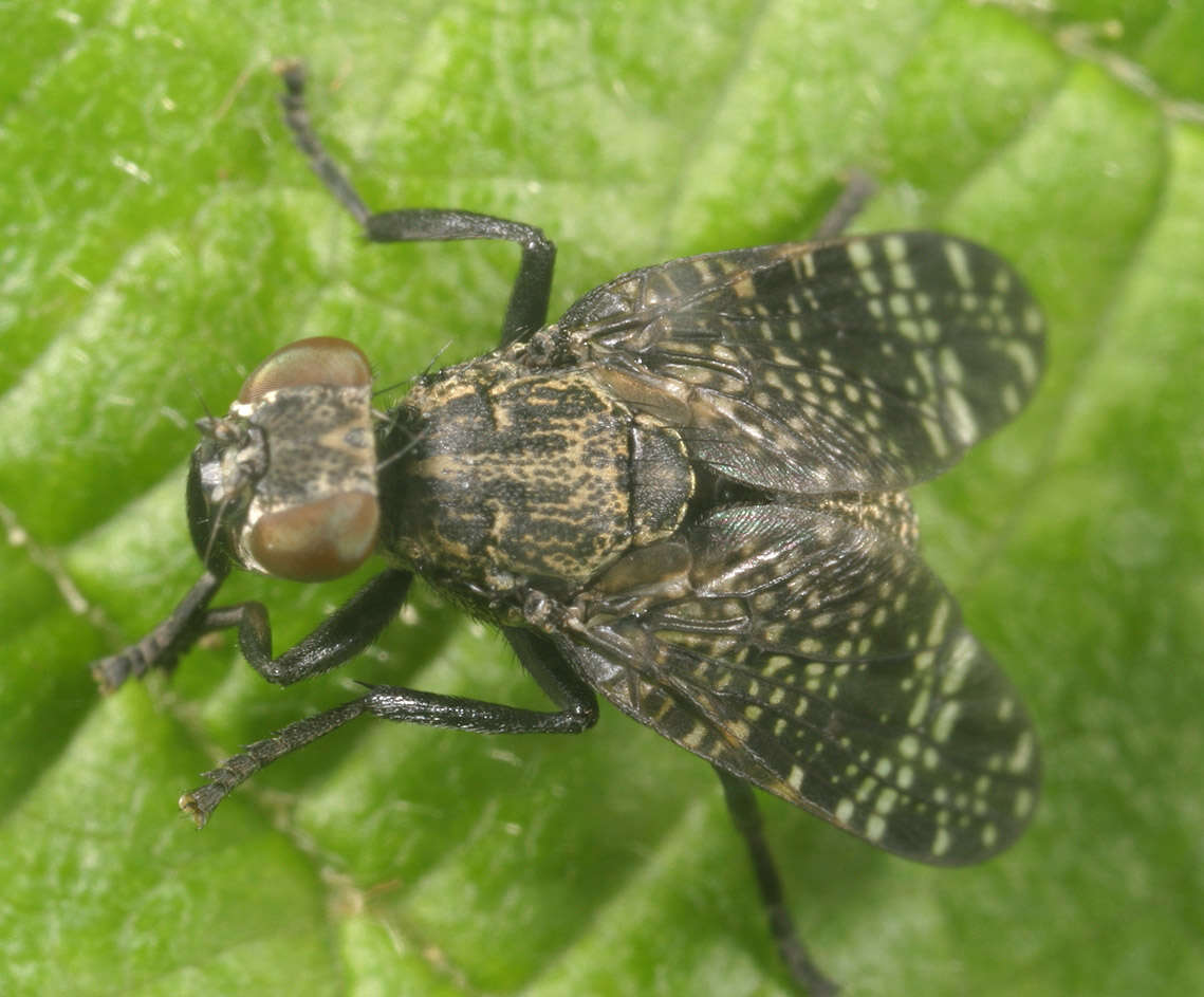 Image of Fly