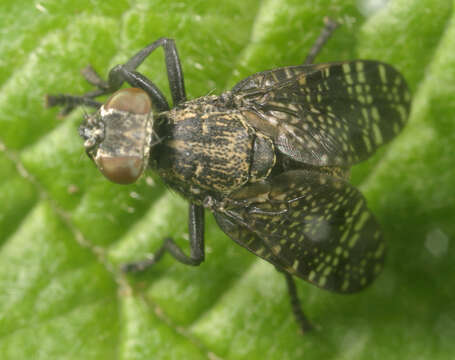 Image of Fly