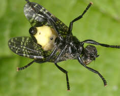 Image of Fly