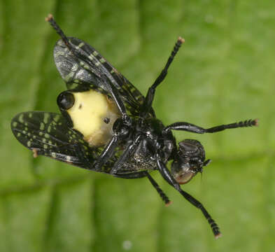 Image of Fly