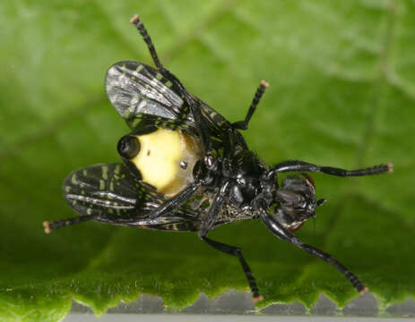 Image of Fly