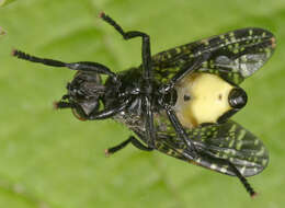 Image of Fly