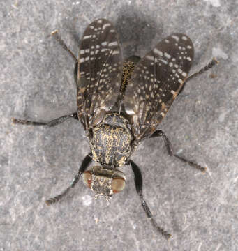 Image of Fly