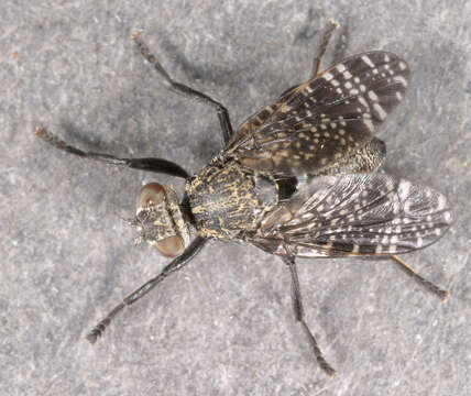 Image of Fly