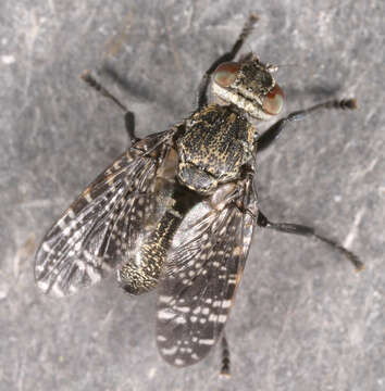 Image of Fly