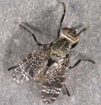 Image of Fly