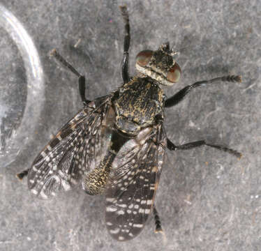 Image of Fly