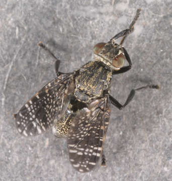 Image of Fly