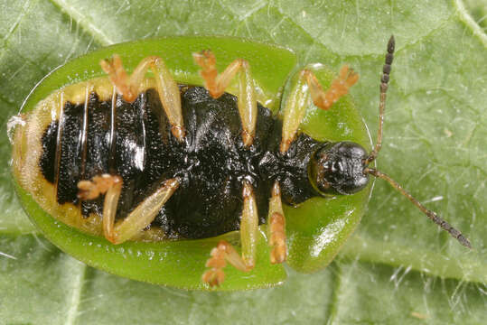 Image of Cassida (Odontionycha) viridis Linnaeus 1758