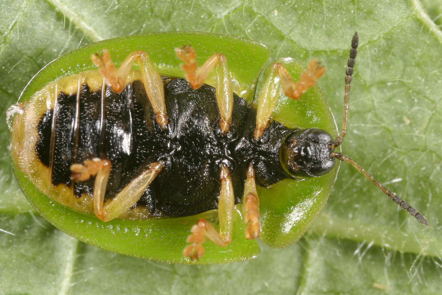 Cassida (Odontionycha) viridis Linnaeus 1758 resmi