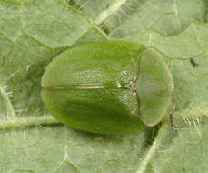 Cassida (Odontionycha) viridis Linnaeus 1758 resmi