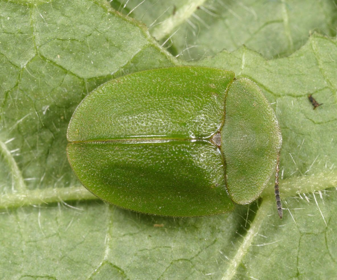 Image of Cassida (Odontionycha) viridis Linnaeus 1758