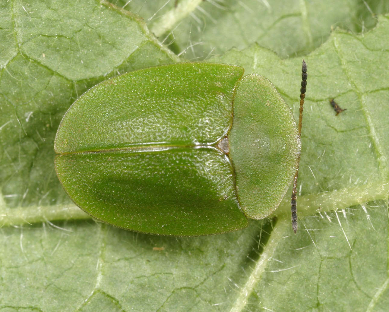 Image of Cassida (Odontionycha) viridis Linnaeus 1758