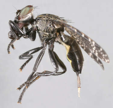 Image of Fly