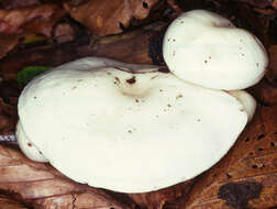 Sivun Hygrophorus discoxanthus (Fr.) Rea 1908 kuva