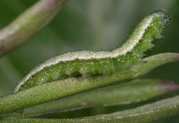 Image of orange tip