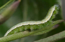 Image of orange tip