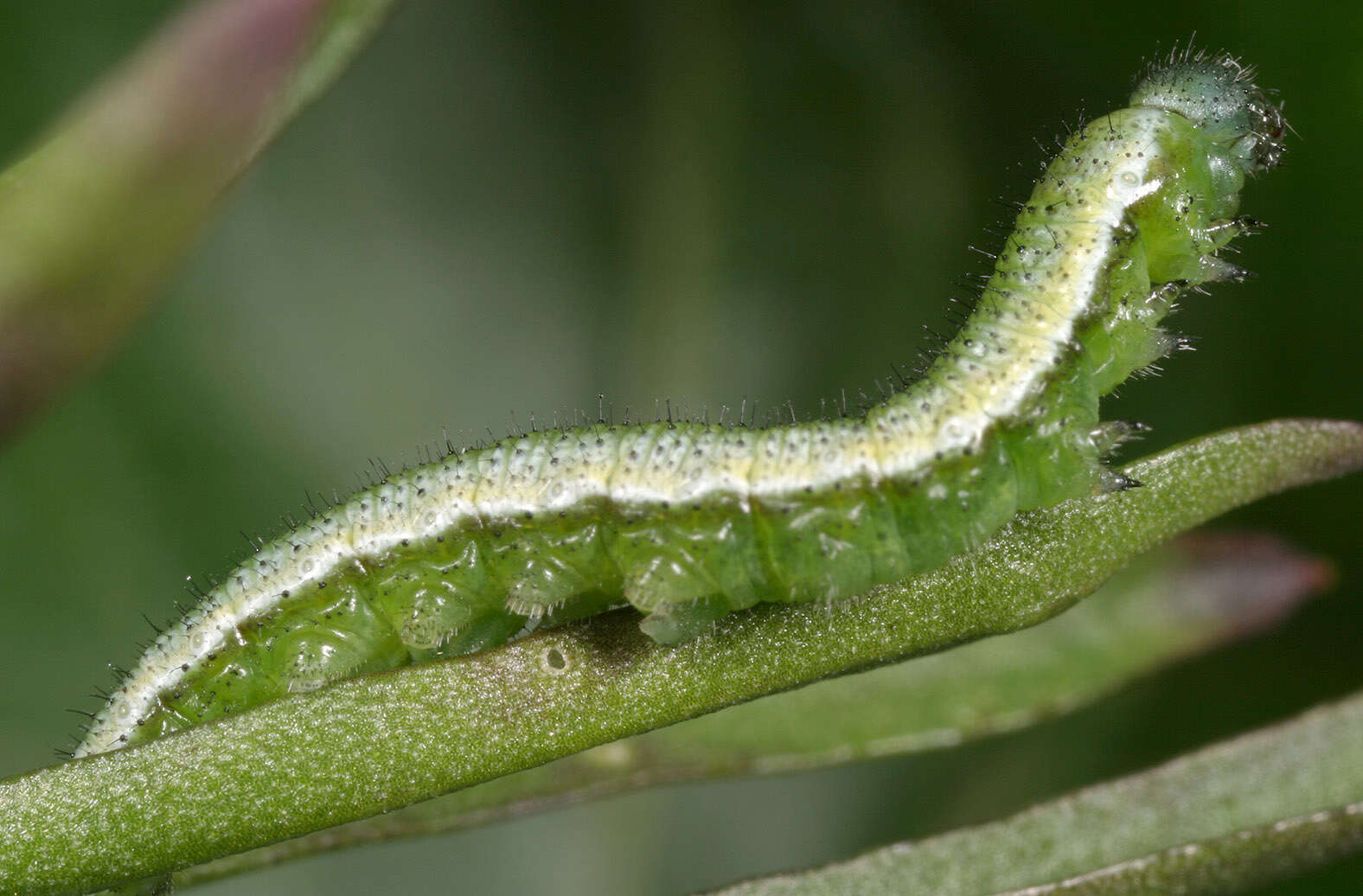 Image of orange tip