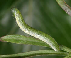 Image of orange tip