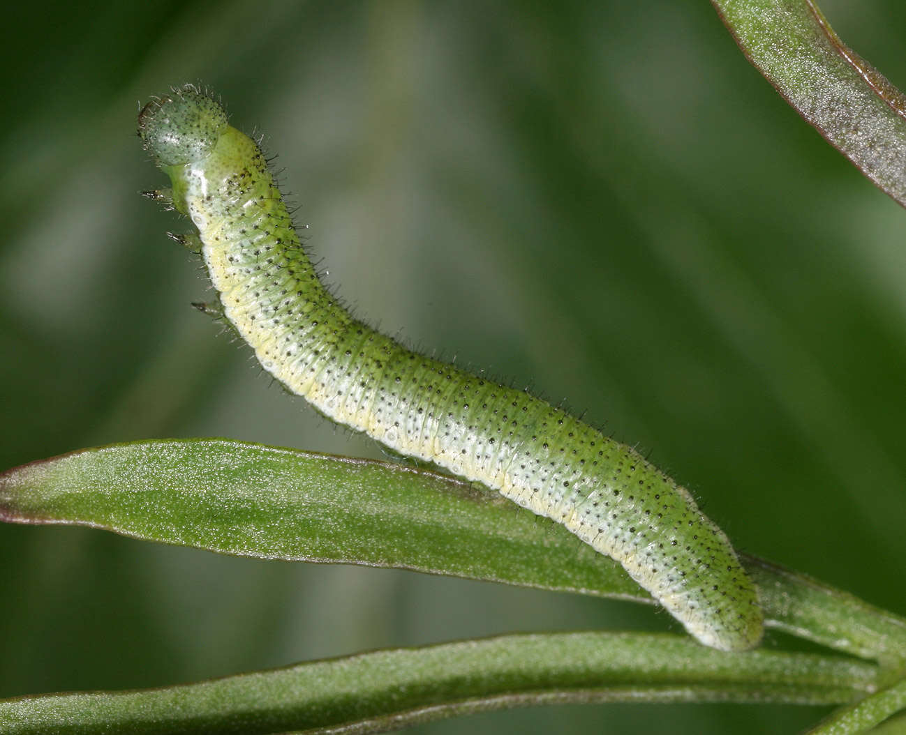 Image of orange tip