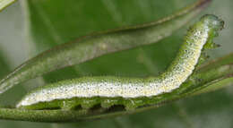 Image of orange tip