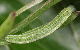 Image of orange tip