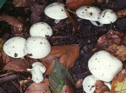 Sivun Hygrophorus discoxanthus (Fr.) Rea 1908 kuva