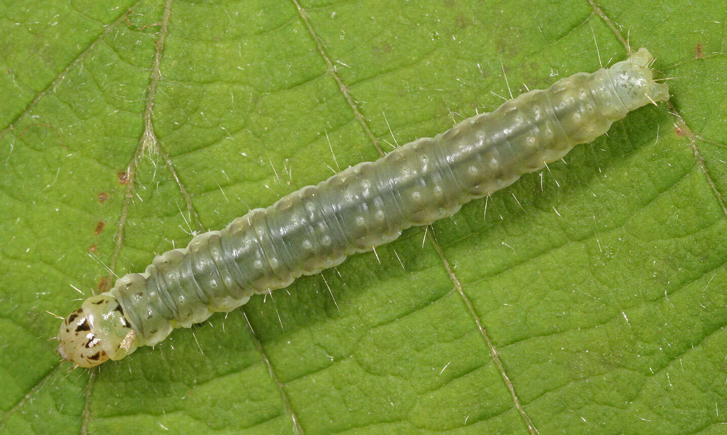 Image of barred fruit-tree tortrix