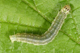 Image of barred fruit-tree tortrix