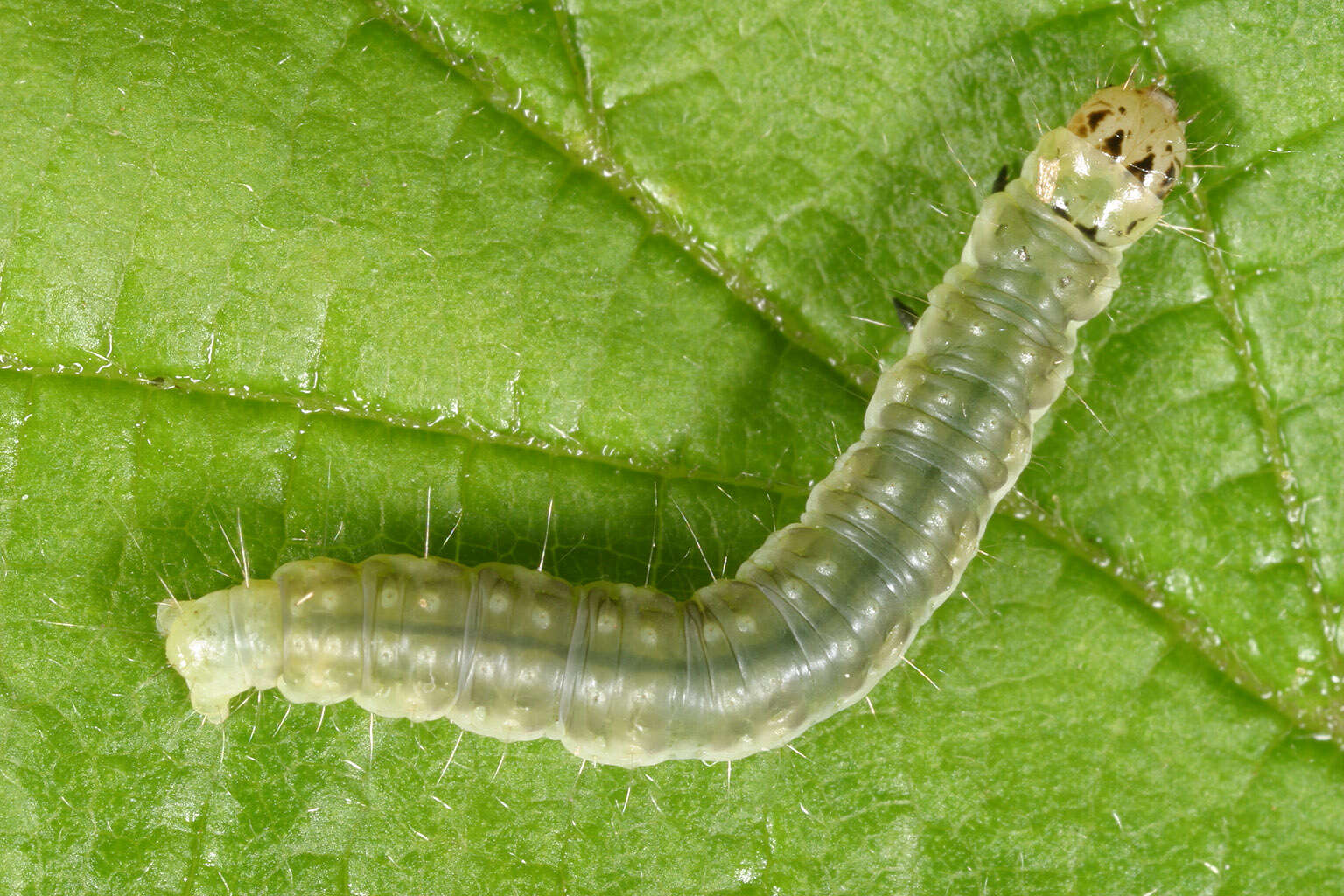 Image of barred fruit-tree tortrix