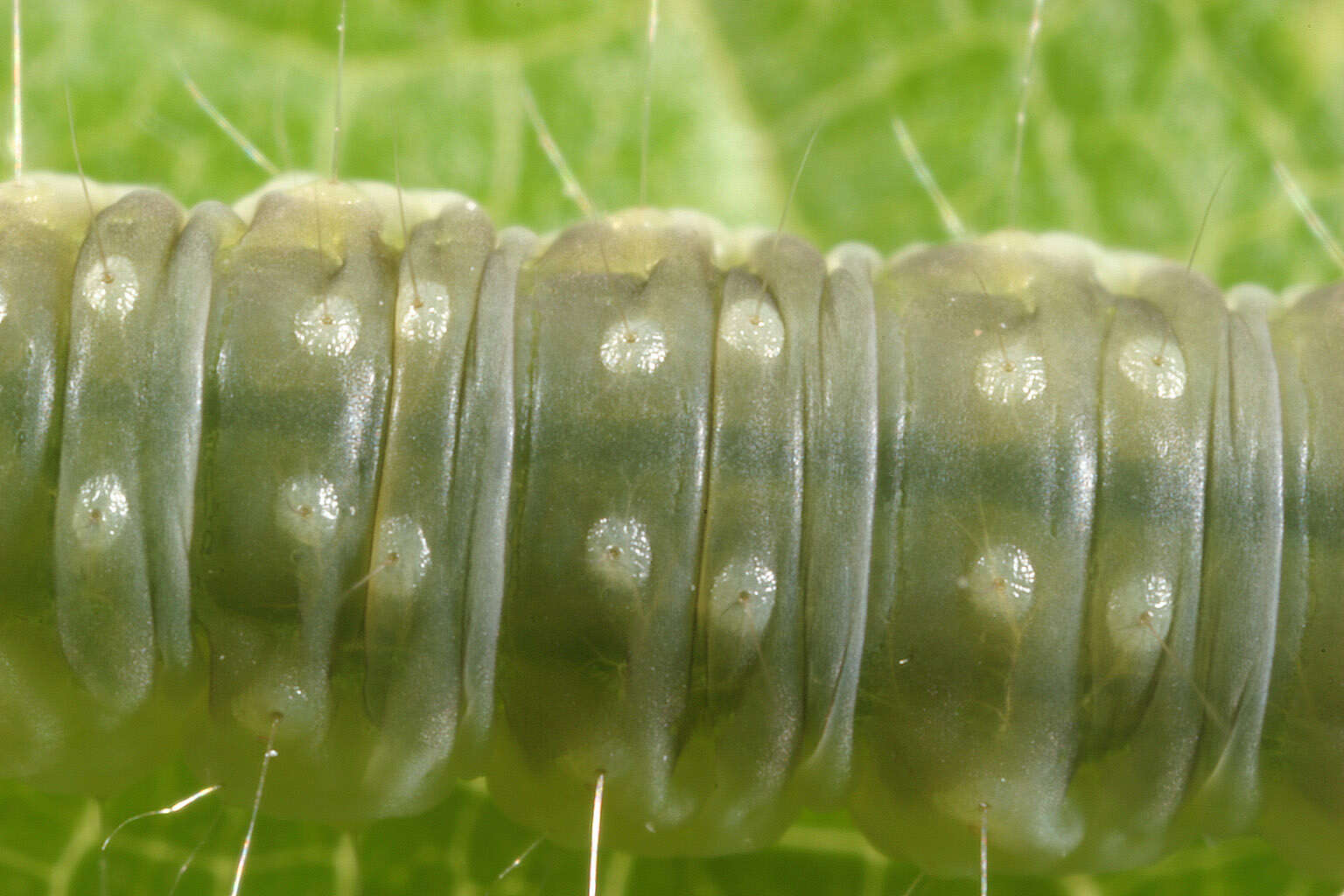 Image of barred fruit-tree tortrix