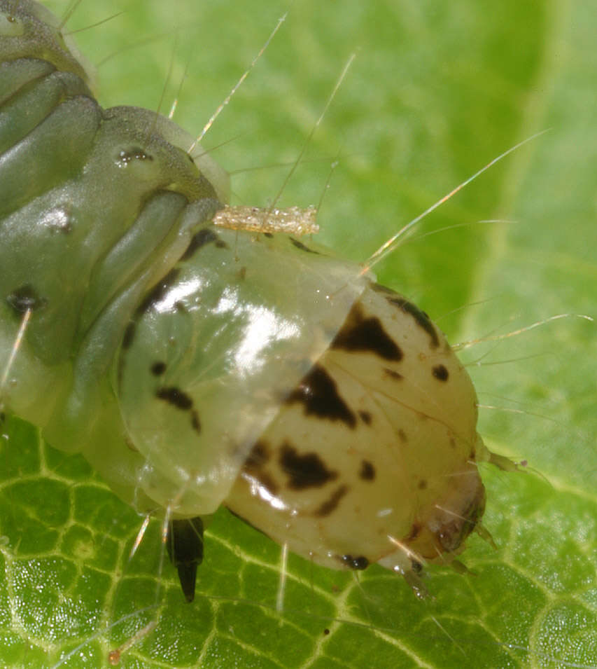 Image of barred fruit-tree tortrix