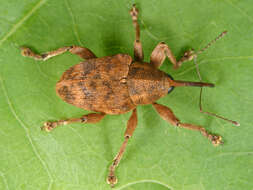 Image of Curculio venosus (Gravenhorst 1807)