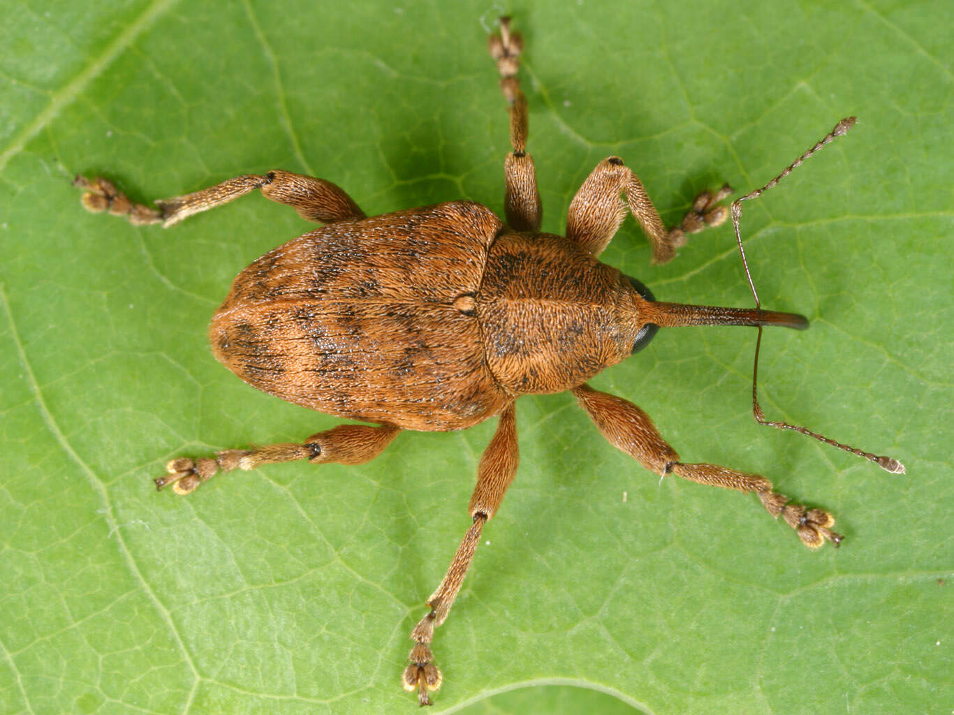 Curculio venosus (Gravenhorst 1807) resmi