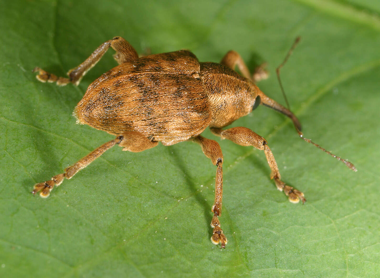 Curculio venosus (Gravenhorst 1807) resmi