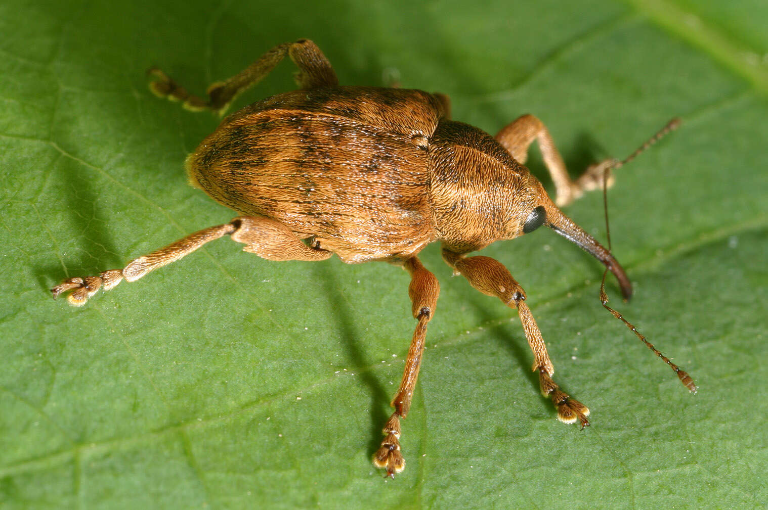 Image of Curculio venosus (Gravenhorst 1807)