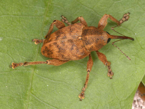 Image of Curculio venosus (Gravenhorst 1807)