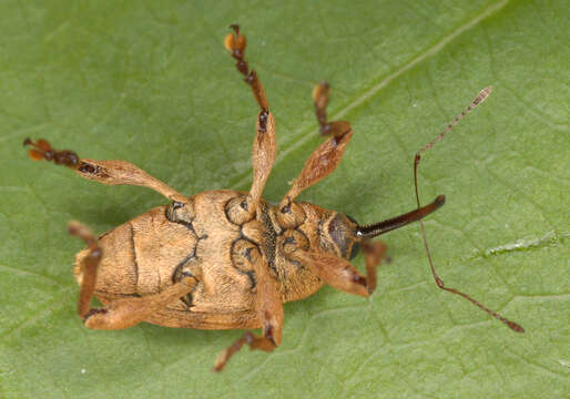 Image of Curculio venosus (Gravenhorst 1807)