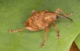 Curculio venosus (Gravenhorst 1807) resmi