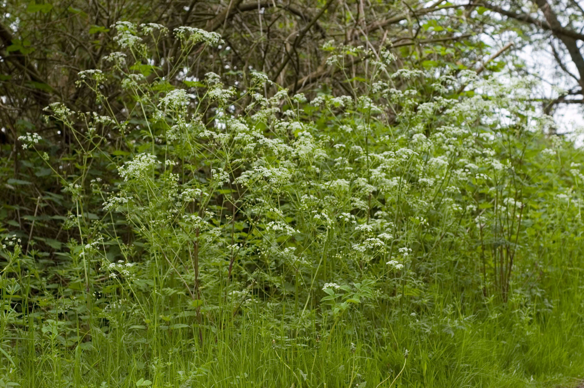 Anthriscus sylvestris (L.) Hoffm. resmi