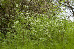 Anthriscus sylvestris (L.) Hoffm. resmi