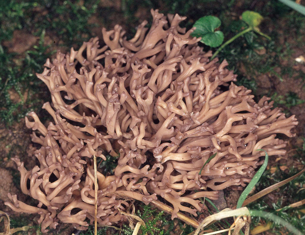 Image of Clavulinopsis umbrinella (Sacc.) Corner 1950