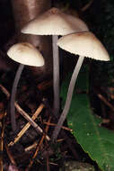 Image of Mycena polygramma (Bull.) Gray 1821