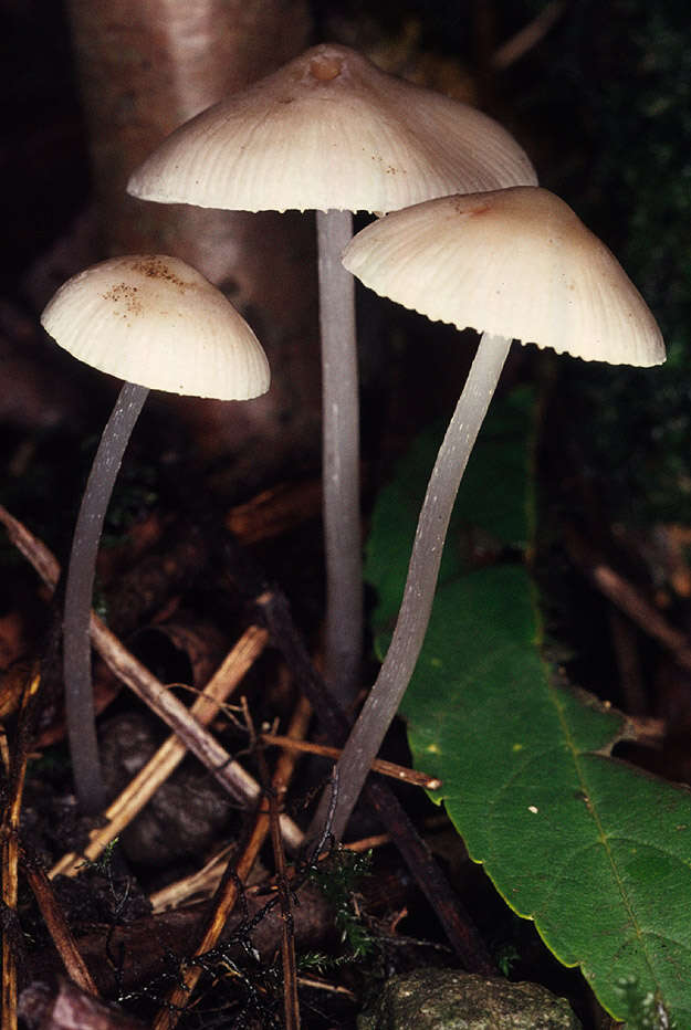 Image of Mycena polygramma (Bull.) Gray 1821