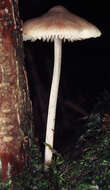 Image of Mycena polygramma (Bull.) Gray 1821