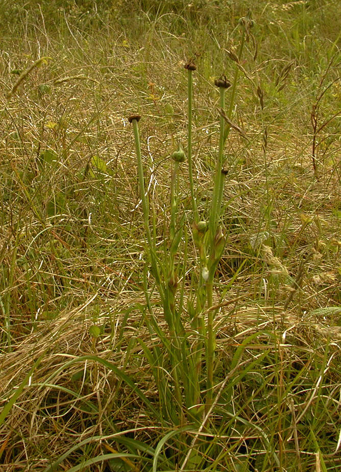 Microbotryum tragopogonis-pratensis (Pers.) R. Bauer & Oberw. 1997 resmi