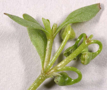 Image of Fountain Candy-Flower