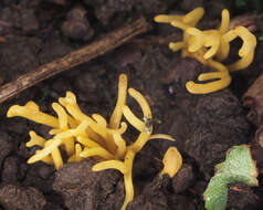 Image of Clavulinopsis corniculata (Schaeff.) Corner 1950